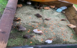 Guinea Pig rodents for sale: Guinea pigs!! - Image 1