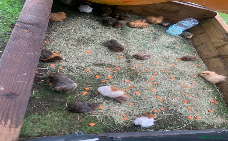 Guinea Pig rodents - Advert 3