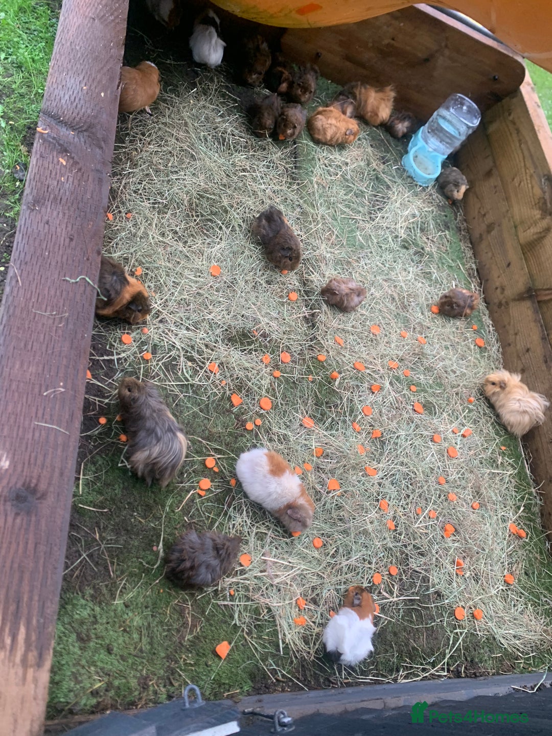 Guinea Pig rodents for sale: Guinea pigs!! - Image 1