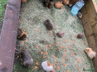 Guinea Pig rodents for sale - Advert 1