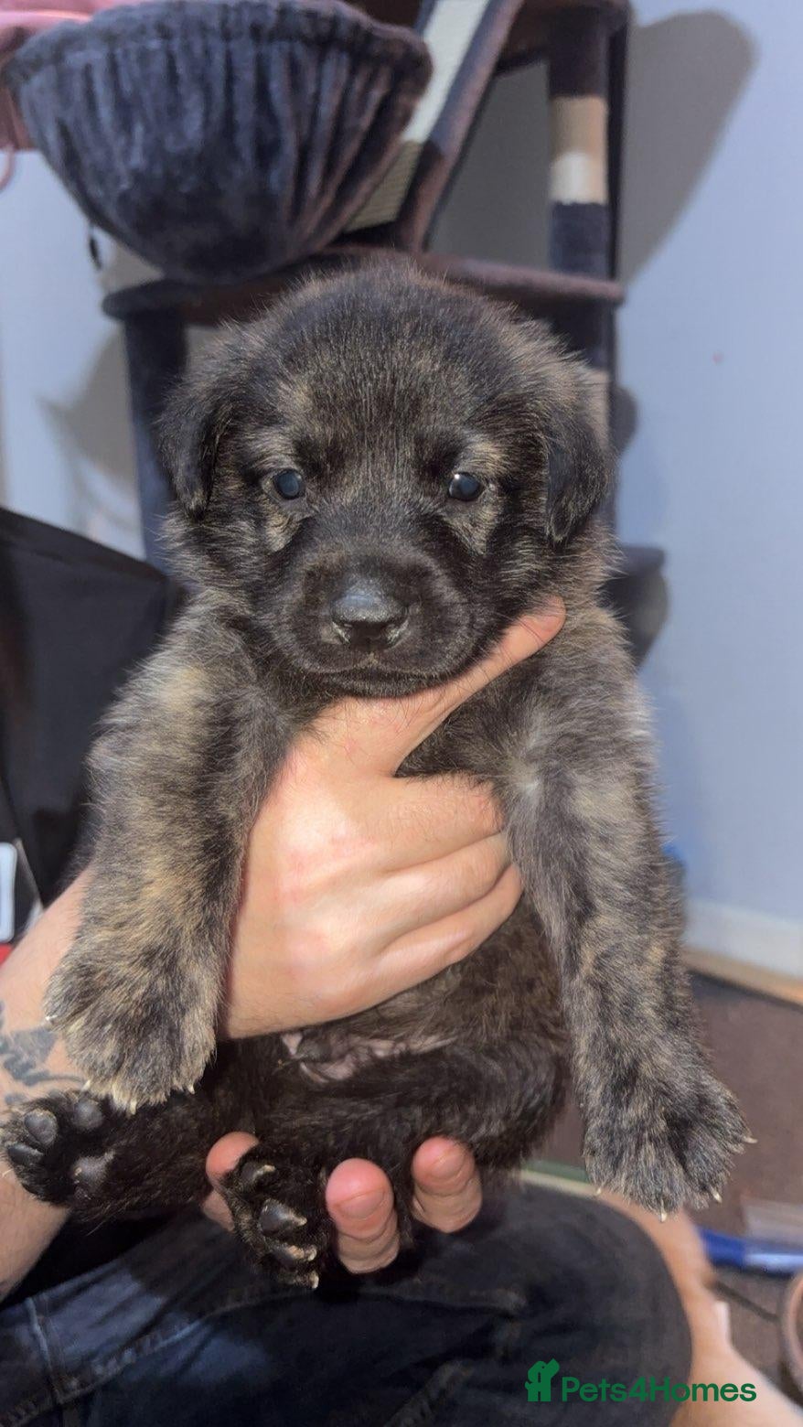 Mixed Breed dogs for sale: Labrador cross sharpi  - Advert 20