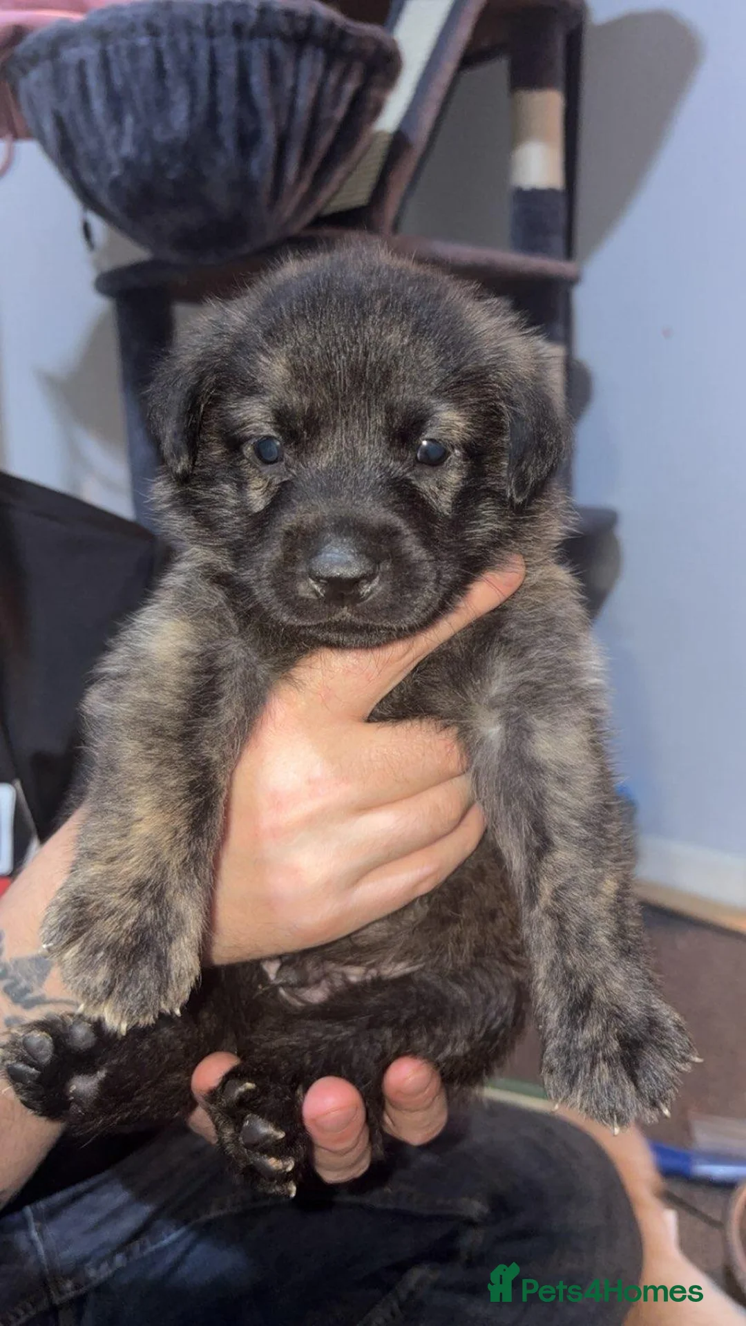 Mixed Breed dogs for sale: Labrador cross sharpi  - Advert 1