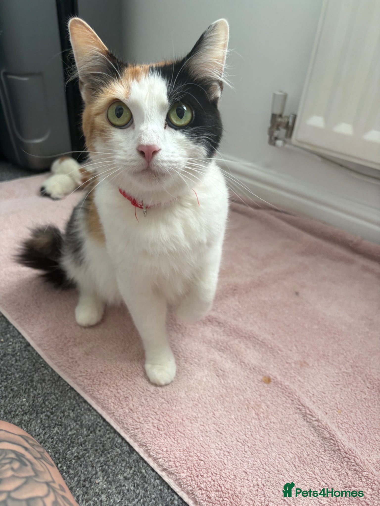 Domestic Shorthair cats European shorthair kittens  - Advert 1