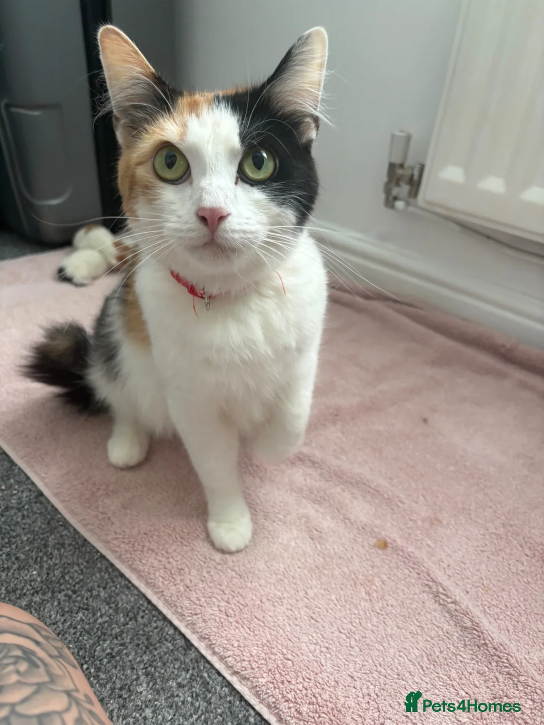 Domestic Shorthair cats for sale: European shorthair kittens  - Advert 2