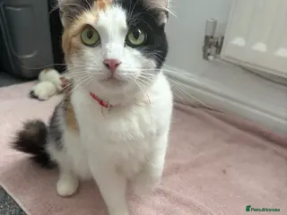 Domestic Shorthair cats European shorthair kittens - Advert 4