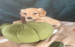 Miniature Dachshund dogs for sale: English creams miniature dachshunds  - Image 17
