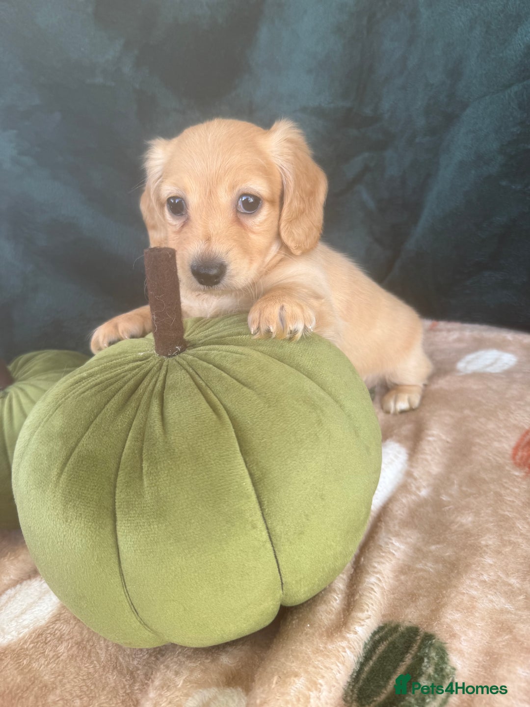 Miniature Dachshund dogs for sale: English creams miniature dachshunds  - Image 17