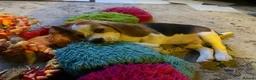 Beagle dogs for sale: Champion sired beagles KC reg & DNA health tested - Advert 9