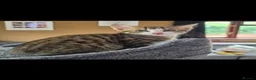 Bengal cats for sale: Beautiful Bengal cross boy - Advert 18