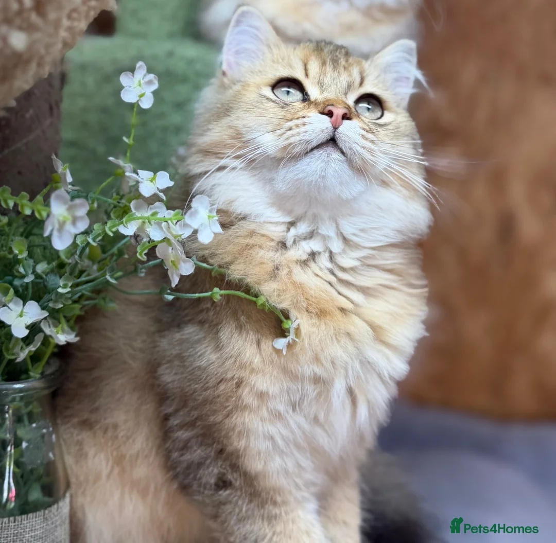 British Longhair cats for sale: Stunning British Longhair kittens  - Advert 1