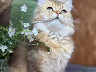 British Longhair cats Stunning British Longhair kittens - Advert 6