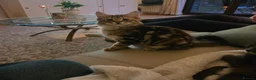Mixed Breed cats for sale: Two Tabby brothers  in Woking - Advert 2