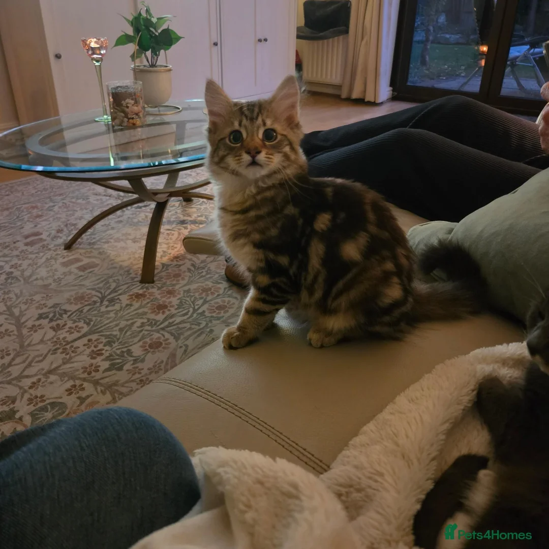 Mixed Breed cats for sale: Two Tabby brothers  in Woking - Advert 2