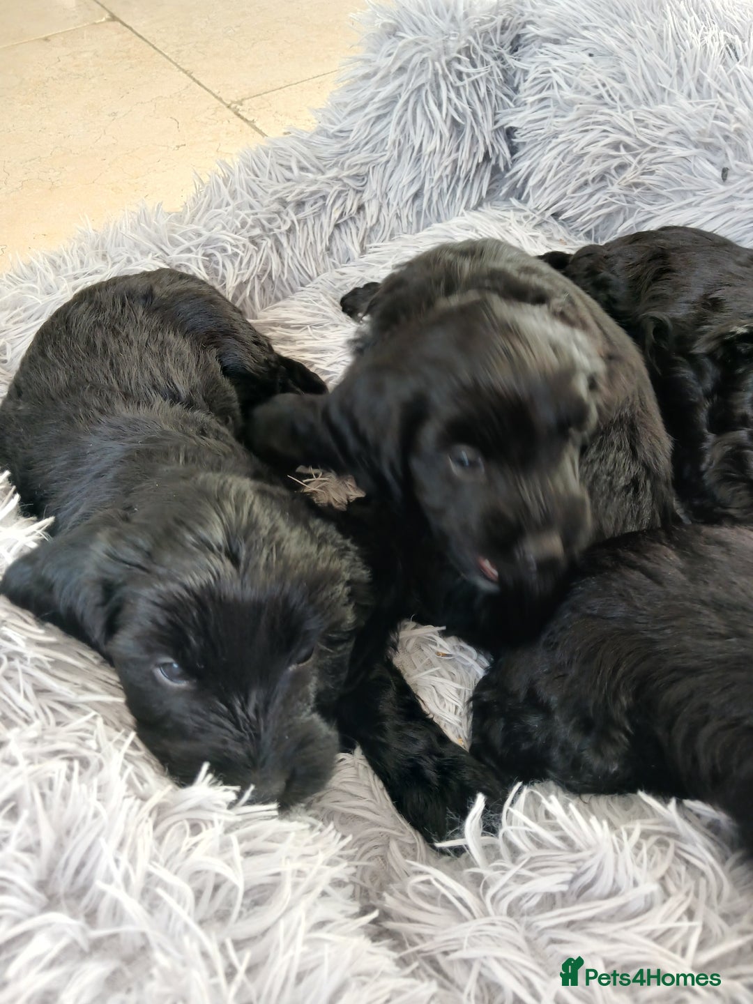 Cockapoo dogs for sale: Toy Cockapoo Puppies Looking for Loving Homes - Advert 23