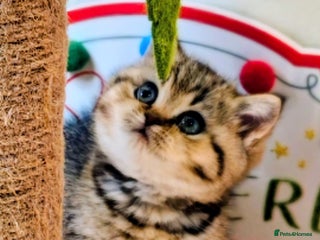 British Shorthair cats Blue, chocolate golden girls - Advert 9