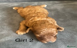 Miniature Poodle dogs for sale: Stunning miniature poodles available - Image 17