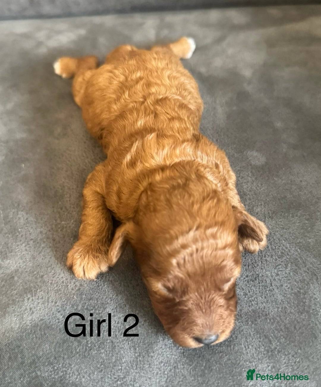 Miniature Poodle dogs for sale: Stunning miniature poodles available - Image 17