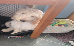 Cockapoo dogs for sale: 20 week old cockerpoo male - Image 2