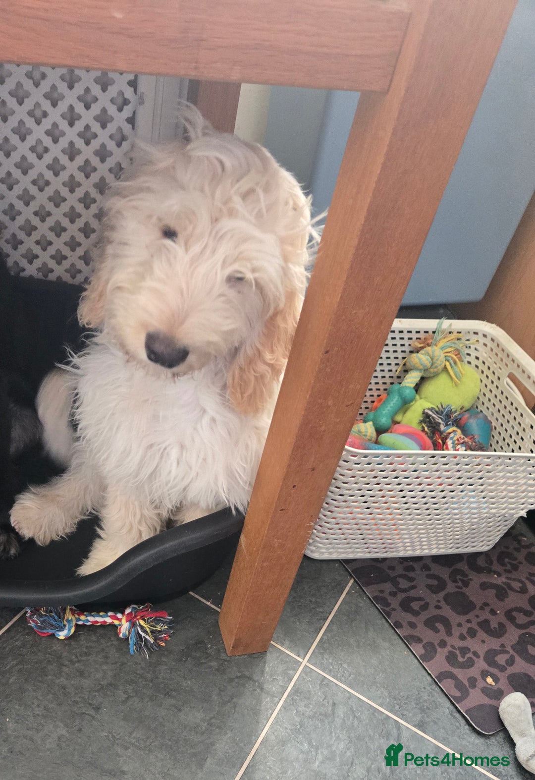 Cockapoo dogs for sale: 20 week old cockerpoo male - Image 2
