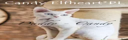 Devon Rex cats for sale: Exceptional FIFe Registered Devon Rex Kittens - Advert 27