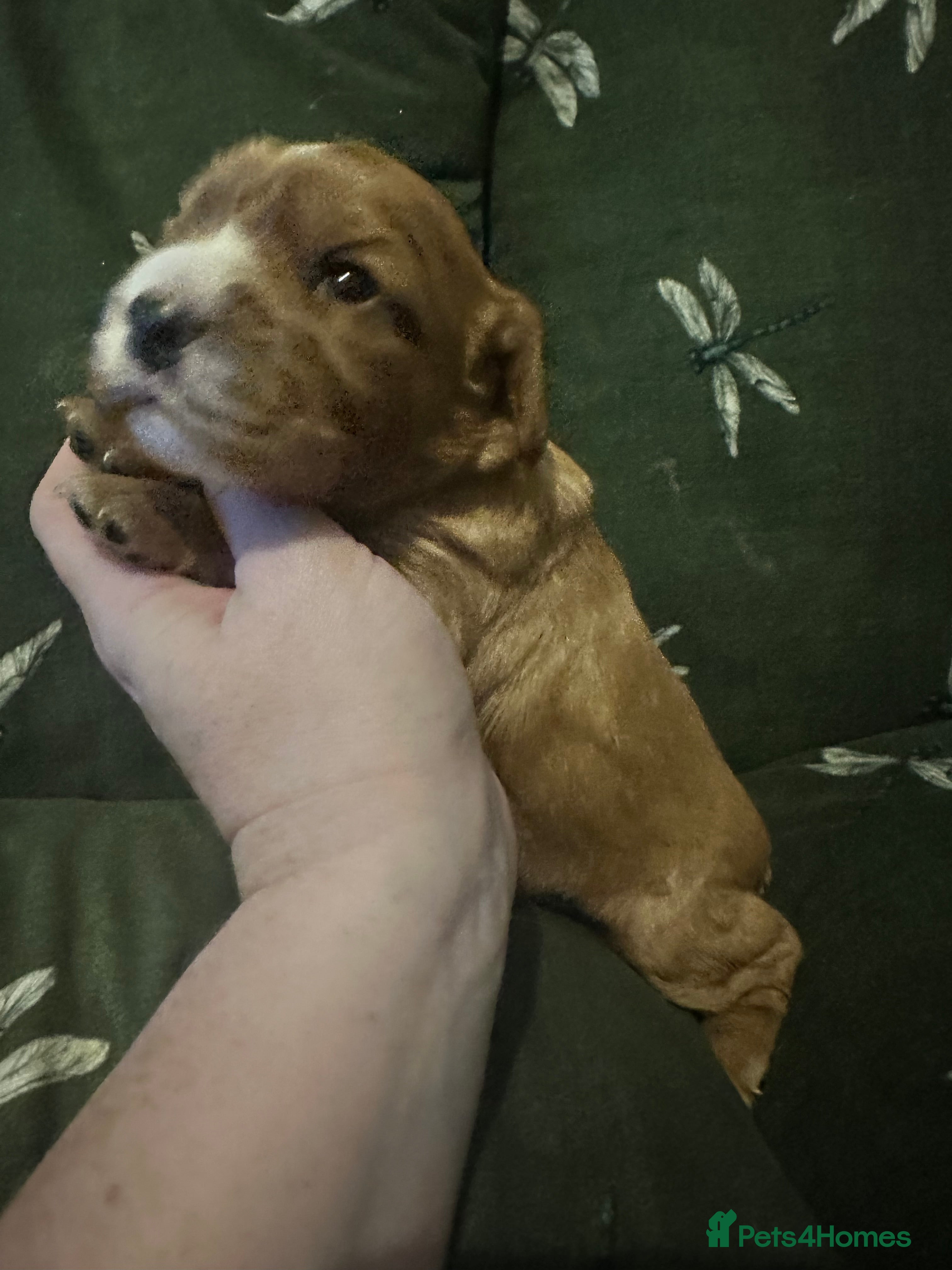 Cockalier dogs Cockalier puppies  - Advert 1