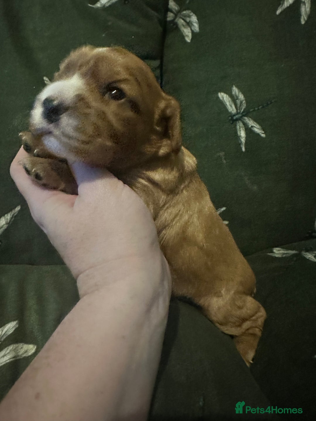 Cockalier dogs for sale: Cockalier puppies  - Advert 23