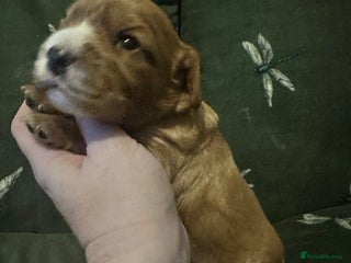 Cockalier dogs Cockalier puppies - Advert 1