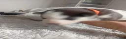 Siberian Husky dogs for sale: Stunning Siberian Husky Puppies – Blue Eyes - Advert 15
