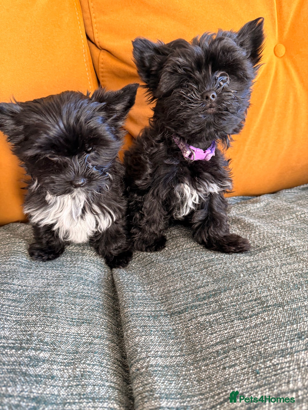 Yorkshire Terrier dogs for sale: 🐶🐶Black Yorkie  ready to rehome 🐶🐶 - Advert 4