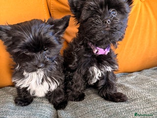 Yorkshire Terrier dogs 🐶🐶Black Yorkie Biewer ready to rehome 🐶🐶 - Advert 10