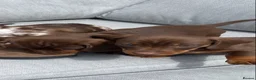 Miniature Dachshund dogs for sale: Chocolate boys 🐾 in Chatham - Advert 12