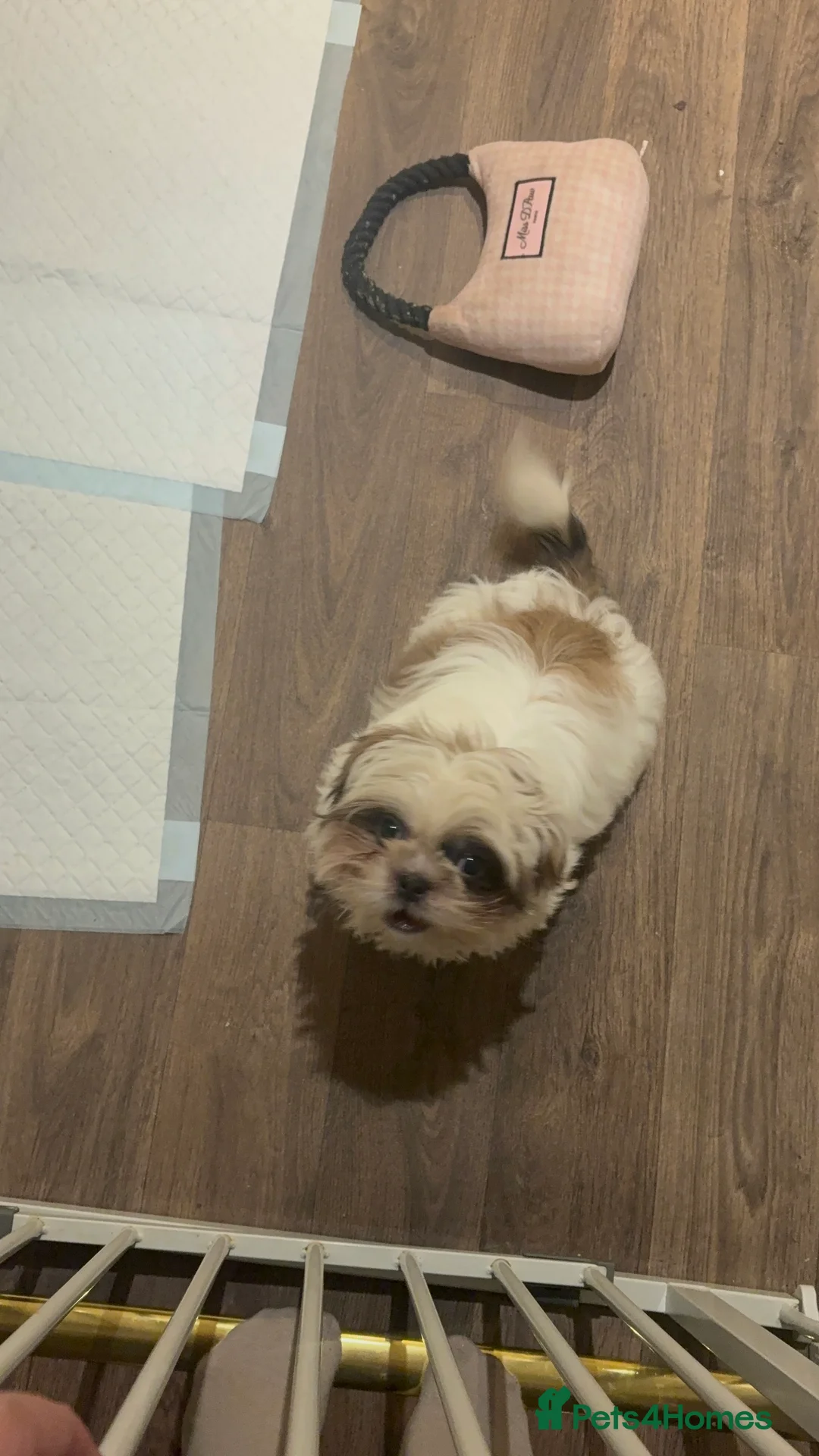 Shih Tzu dogs for sale: Puppy  - Advert 4