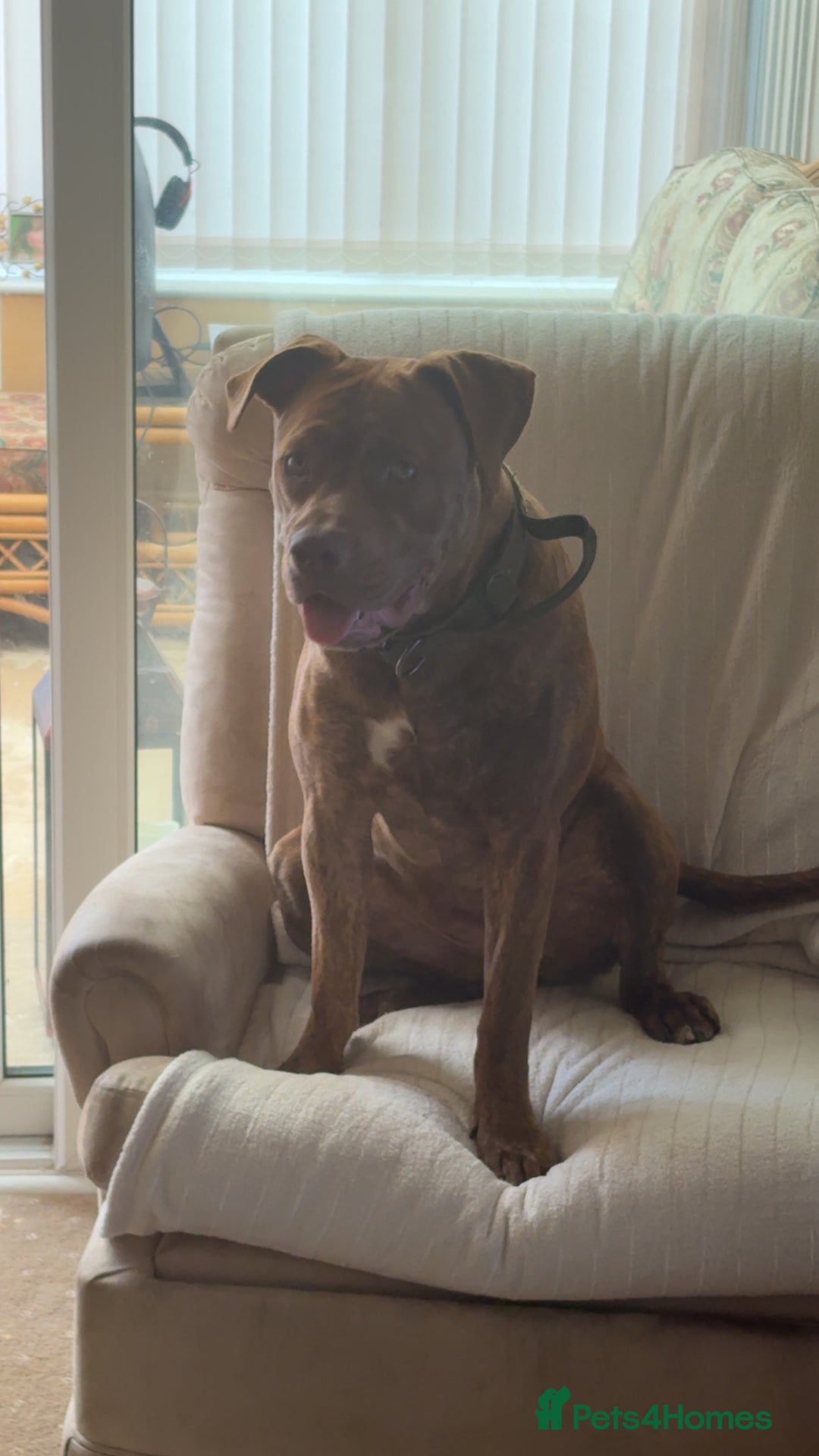 Mixed Breed dogs for sale: Asoka - Free to GOOD home.  - Advert 2