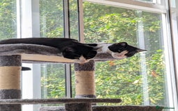 Domestic Shorthair cats for sale: Looking for a Loving Home for Our Sweet Cat 🐾 - Image 3
