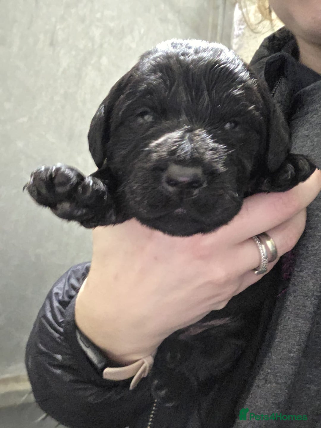 Labradoodle dogs for sale: F1 Standard Labradoodle pups - Advert 6