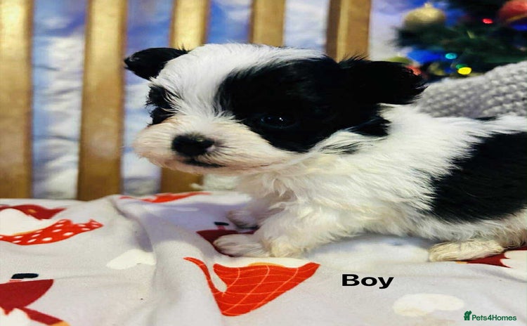 Maltipoo dogs - Advert 1