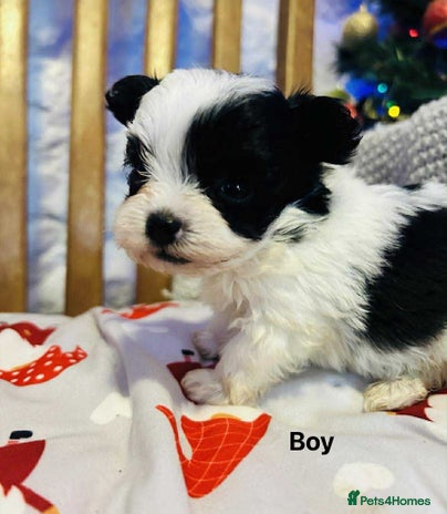 Maltipoo dogs - Advert 1