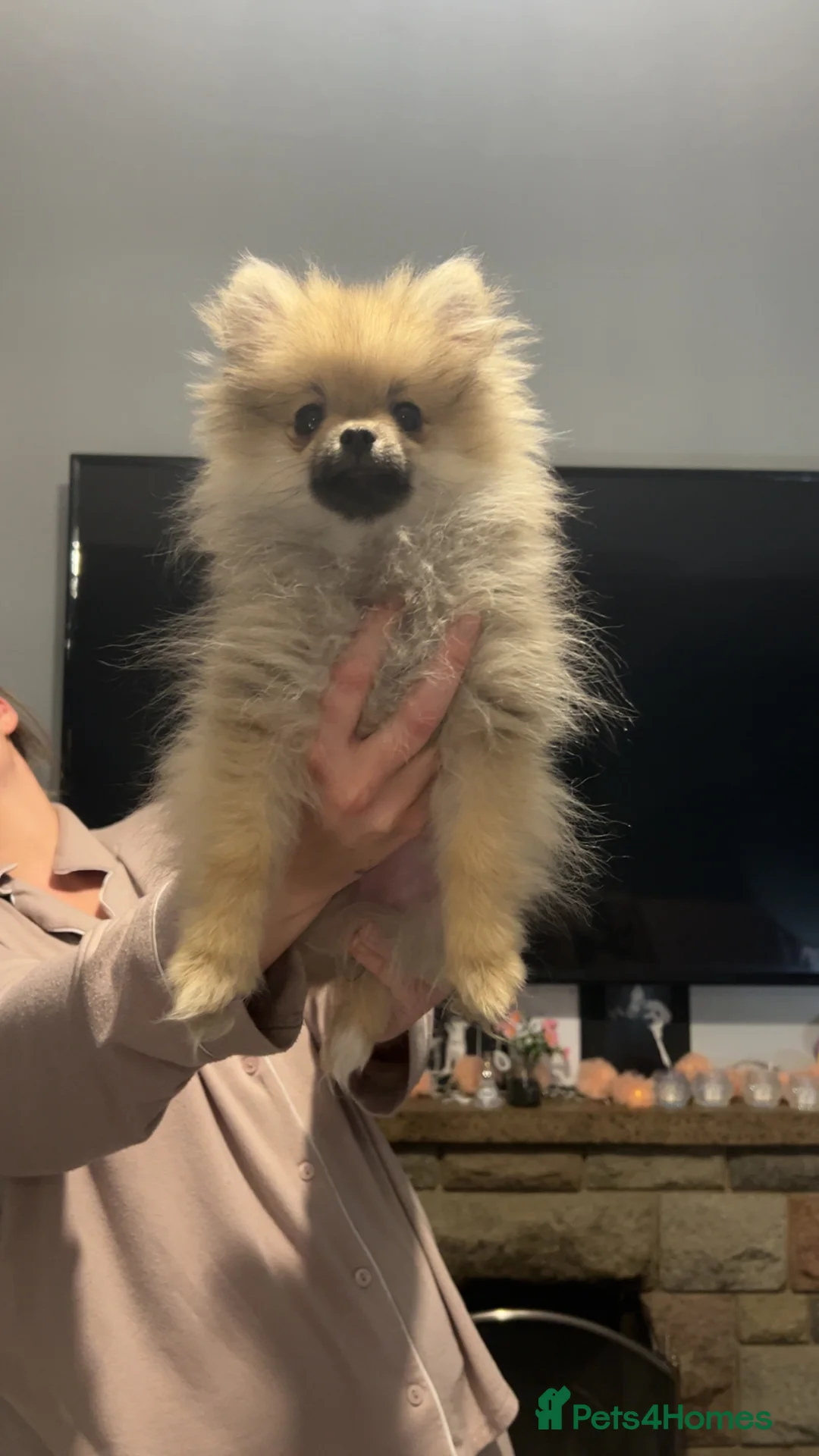 Pomeranian dogs for sale: Beautiful littler of Pomeranian’s  - Advert 3