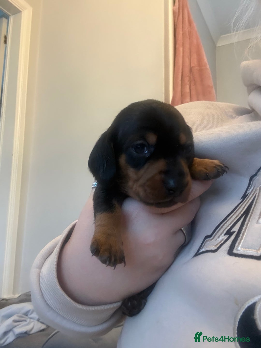 Miniature Dachshund dogs for sale: Black and Tan Miniature Dachshund Puppies  - Advert 7