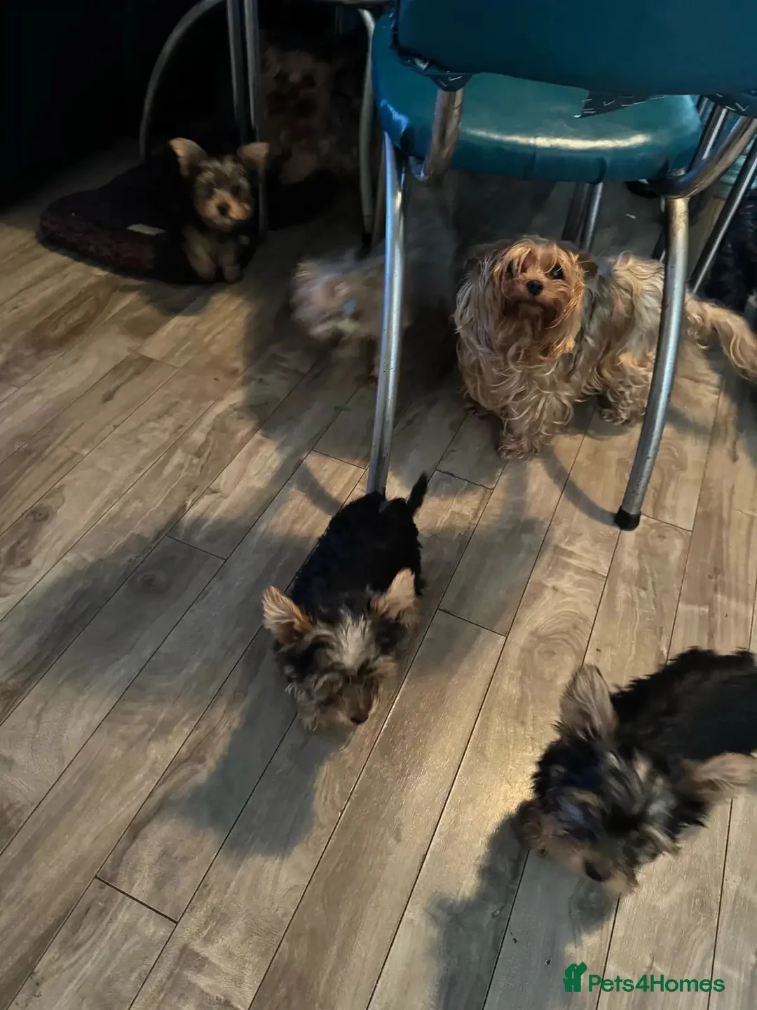 Yorkshire Terrier dogs for sale: Yorkshire Terrier pups available for sale in Neath - Advert 2