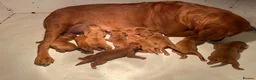 Labrador Retriever dogs for sale: Fox Red Labrador Puppies For Sale - Advert 16