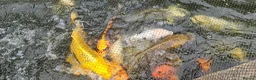 Koi Carp fish for sale: Koi fish for sale due to moving house - Advert 6