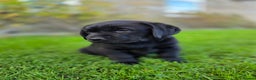 Labrador Retriever dogs for sale: High Quality Black Labrador Puppies - Advert 14