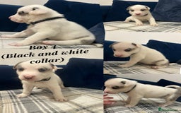 Siberian Husky dogs for sale: Husky cross pups! - Image 6