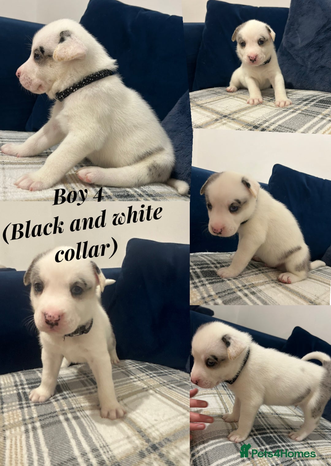Siberian Husky dogs for sale: Husky cross pups! - Image 6