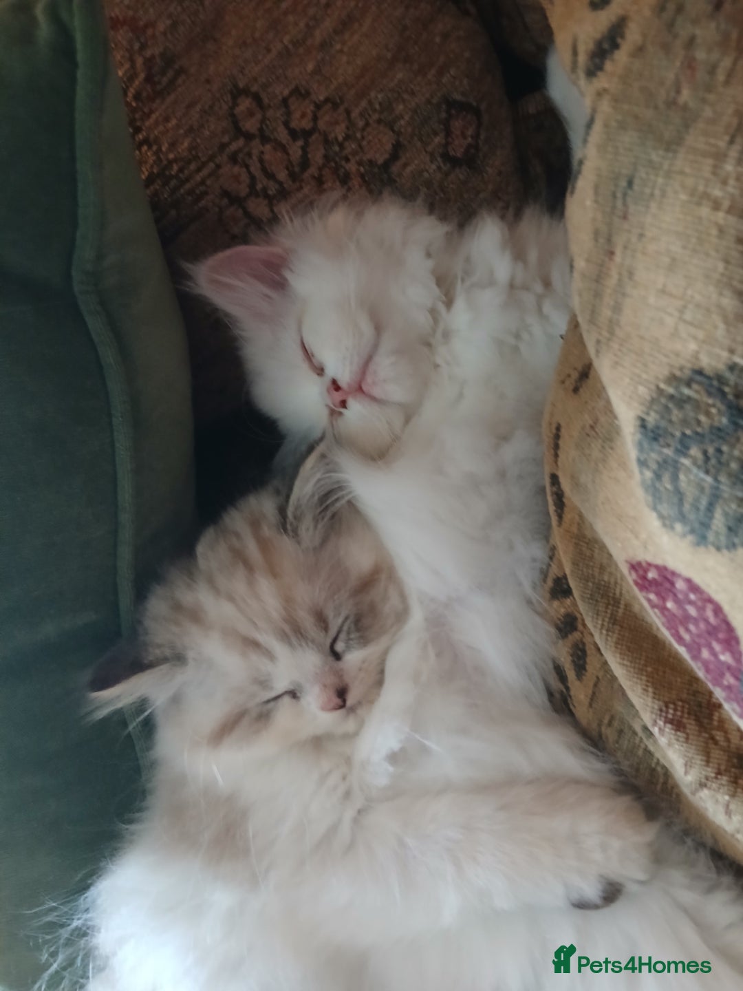 Persian cats for sale: Persian kittens ready now  - Image 1
