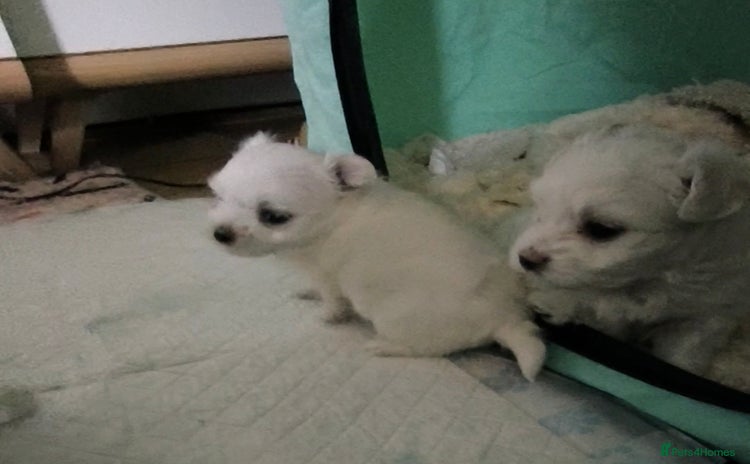 Maltese dogs - Advert 2