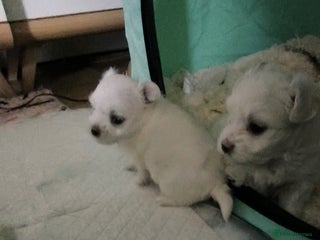 Maltese dogs Korean line Maltese puppies - Advert 10