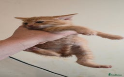 Mixed Breed cats for sale: 8 beautiful kittens ready for 1/09/2025 - Image 15
