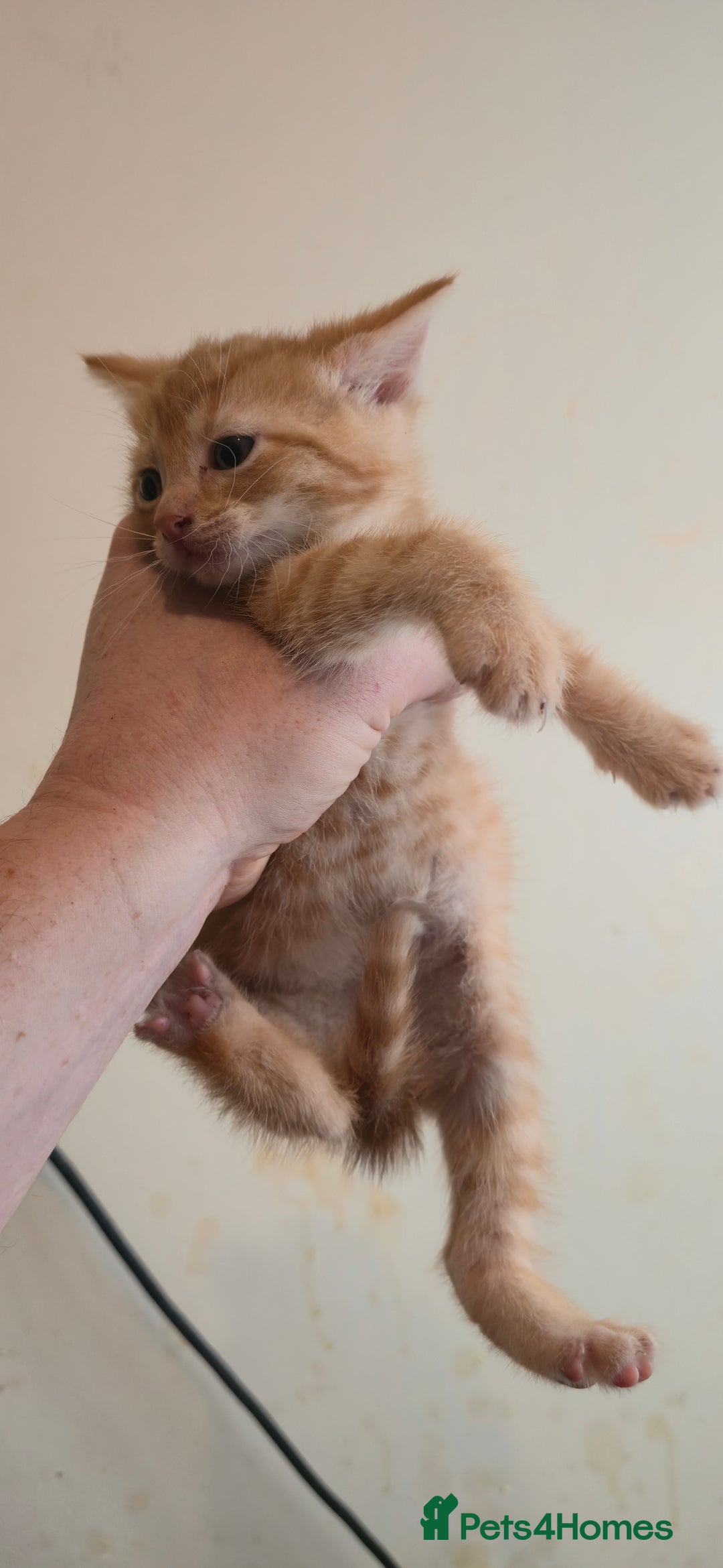 Mixed Breed cats for sale: 8 beautiful kittens ready for 1/09/2025 - Image 15